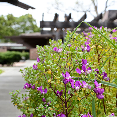 flowers on patio