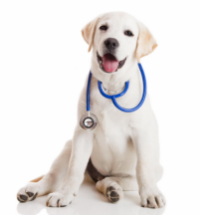 white dog with a stethoscope
